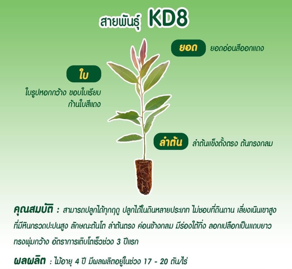 ต้นกล้ายูคาลิปตัส รูปที่ 4