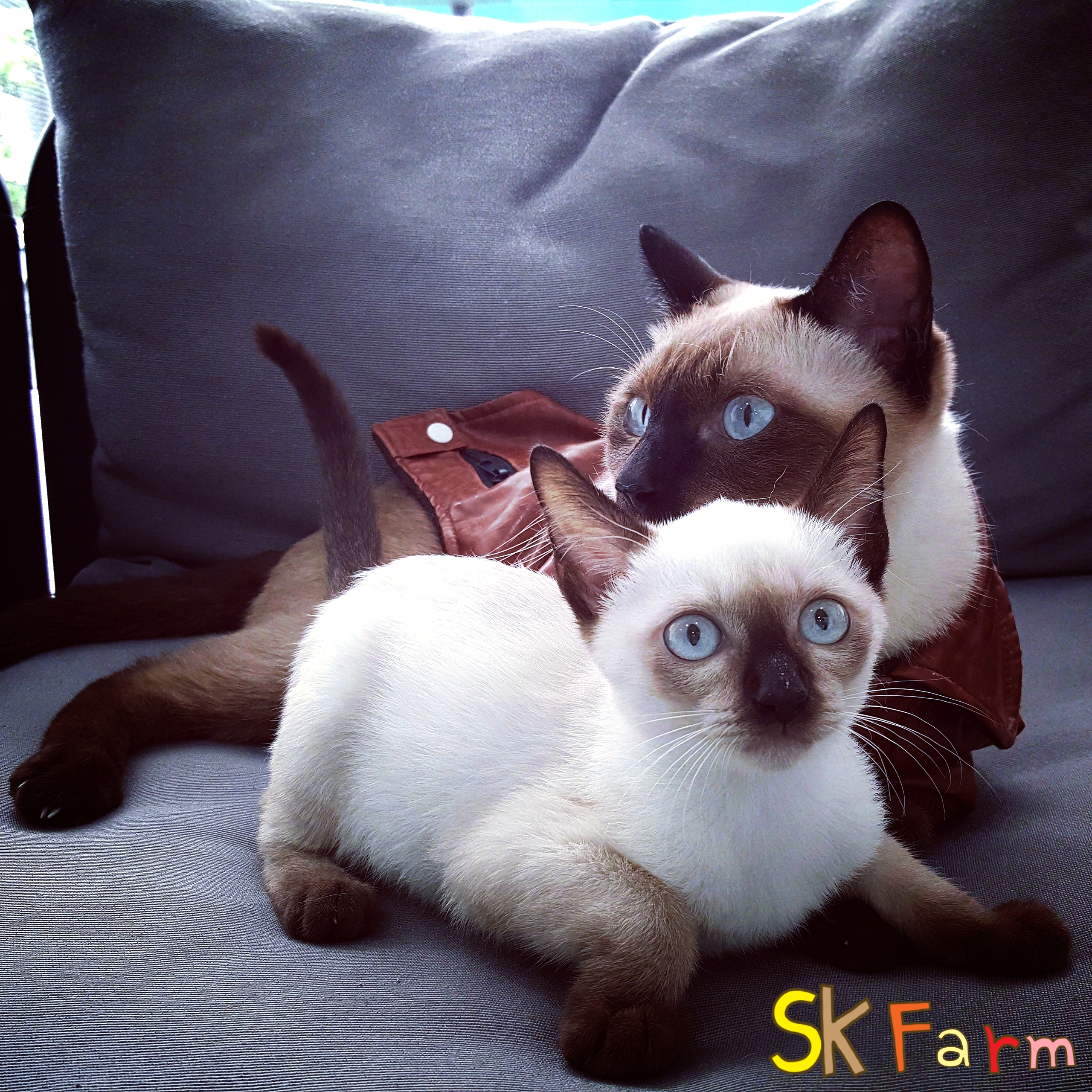 ลูกแมวมงคลไทยโบราณสายพันธุ์วิเชียรมาศ Siamese Cat จดทะเบียนพาณิชย์ (รวมวัคซีน ถ่ายพยาธิ) รูปที่ 2