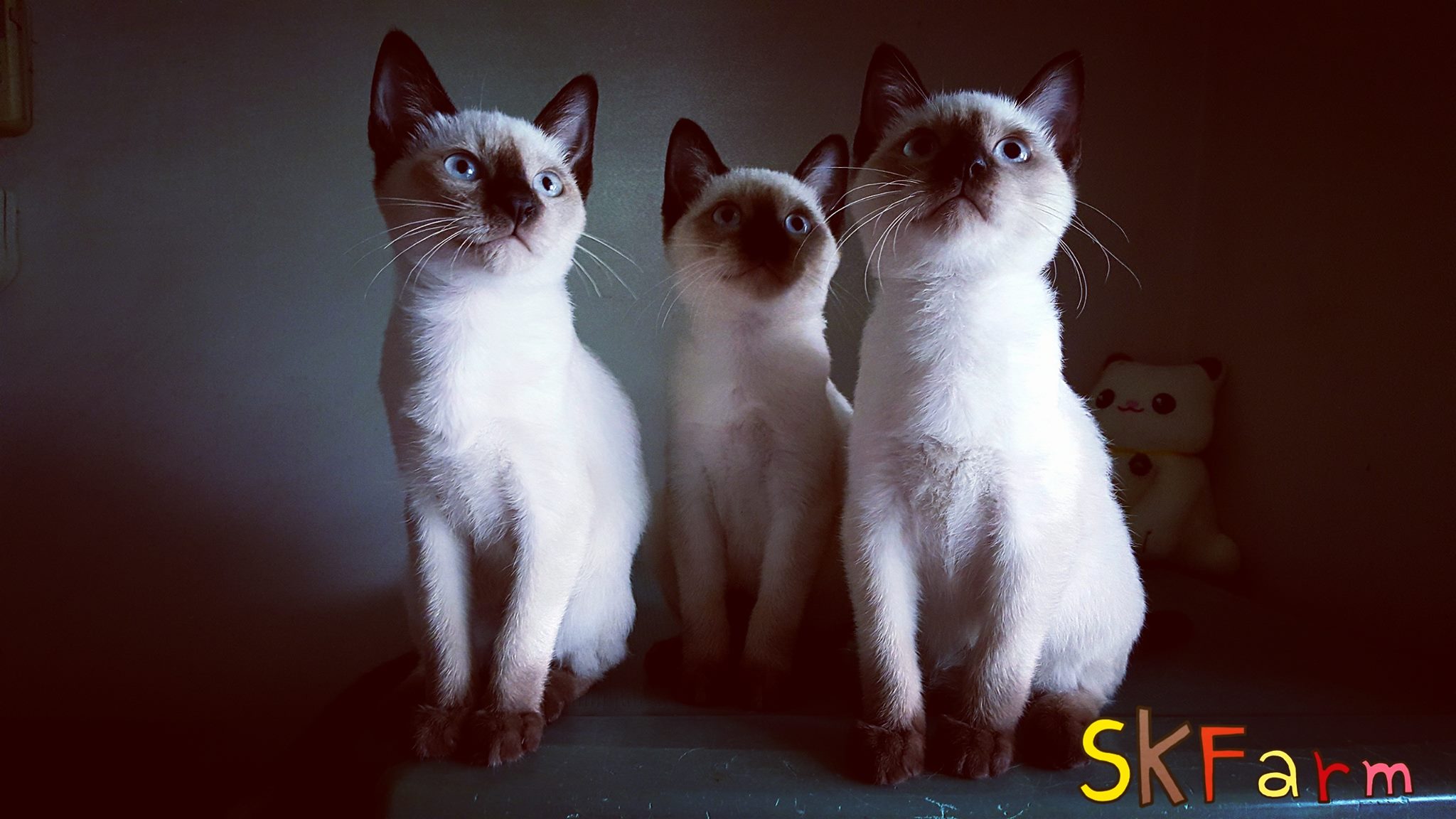 ลูกแมวมงคลไทยโบราณสายพันธุ์วิเชียรมาศ Siamese Cat จดทะเบียนพาณิชย์ (รวมวัคซีน ถ่ายพยาธิ) รูปที่ 1