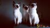 รูปย่อ ลูกแมวมงคลไทยโบราณสายพันธุ์วิเชียรมาศ Siamese Cat จดทะเบียนพาณิชย์ (รวมวัคซีน ถ่ายพยาธิ) รูปที่1