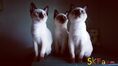 ลูกแมวมงคลไทยโบราณสายพันธุ์วิเชียรมาศ Siamese Cat จดทะเบียนพาณิชย์ (รวมวัคซีน ถ่ายพยาธิ)