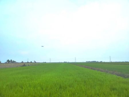 ขาย ที่ดิน วิวทุ่งนาสุดตา มีน้ำ-ไฟ ทุกแปลงบางเลน 100 ตร.วา ถนนโครงการกว้าง 6 เมตร ลูกลังบดอัด ท๊อปด้วยหินคลุก รูปที่ 5