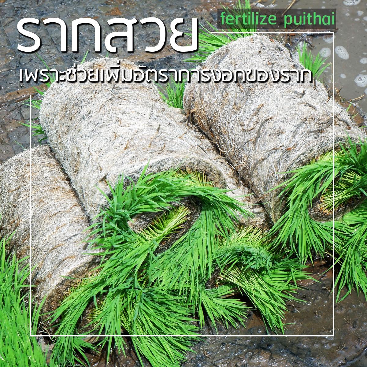 สารบำรุงดิน Organic Premium  รูปที่ 4