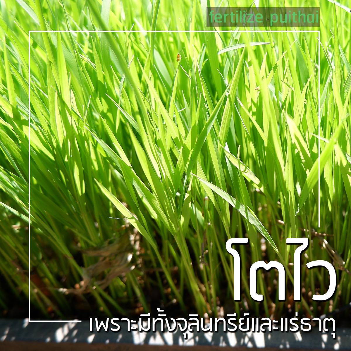 สารบำรุงดิน Organic Premium  รูปที่ 3