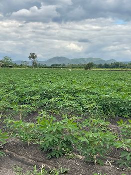 ขาย ที่ดิน วิวเขา 360 องศา ฟินเหมือนเขาใหญ่วังม่วง 3 ไร่ โฉนดครุฑแดง น้ำ ไฟ พร้อม รูปที่ 3