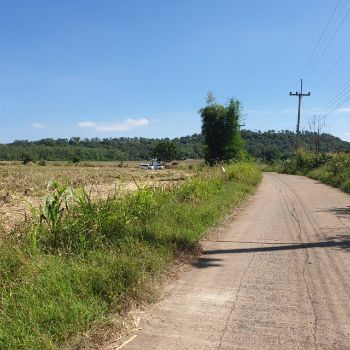 ขาย ที่ดิน โฉนดครุฑแดง น้ำ ไฟ พร้อมโคกสำโรง 80 ตร.วา การคมนาคมสะดวก  ถนนคอนกรีตตัดผ่าน หน้าแปลง รูปที่ 6