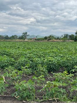 ขาย ที่ดิน วิวเขา 360 องศา ฟินเหมือนเขาใหญ่วังม่วง 3 ไร่ โฉนดครุฑแดง น้ำ ไฟ พร้อม รูปที่ 4