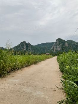 ขาย ที่ดิน โฉนครุฑแดง ความสวยงามของธรรมชาติ แบบใกล้ชิดเทือกเขาหลวง โกรกพระ 1 ไร่ มีสาธารณูปโภคที่ครบครัน น้ำไฟ รูปที่ 2