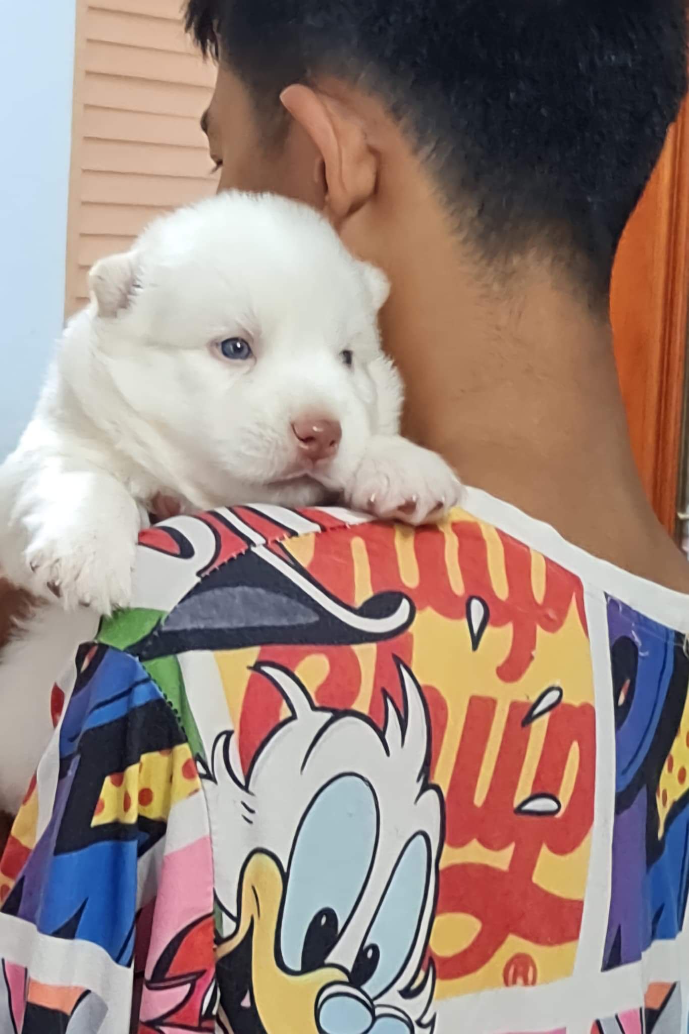 ลูกสุนัขไซบีเรียน รูปที่ 2