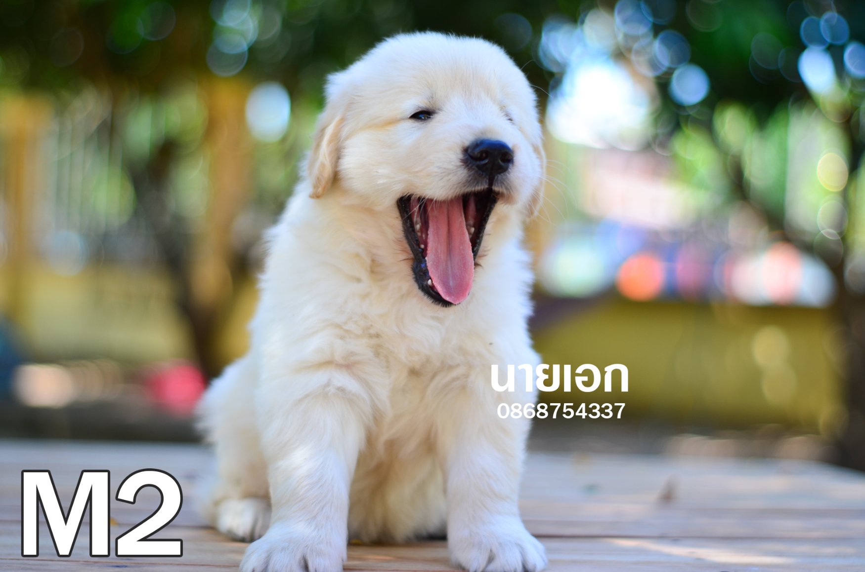 โกลเด้น รีทรีฟเวอร์ - ลูกโกลเด้น รูปที่ 2