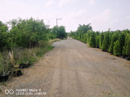 ขาย ที่ดิน สวนเกษตร บรรยากาศดี 1 ไร่ คลอง23 องครักษ์ นครนายก รูปที่ 4