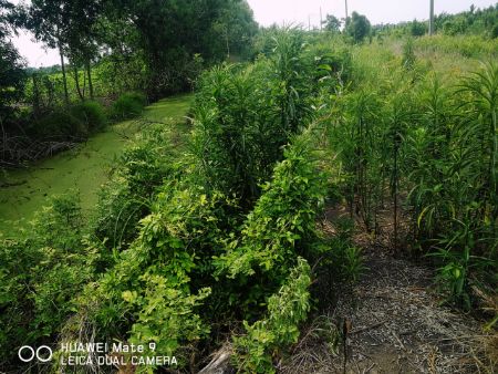 ขาย ที่ดิน สวนเกษตร บรรยากาศดี 1 ไร่ คลอง23 องครักษ์ นครนายก รูปที่ 5