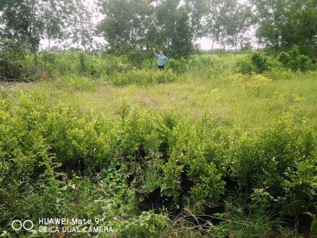 ขาย ที่ดิน สวนเกษตร บรรยากาศดี 1 ไร่ คลอง23 องครักษ์ นครนายก รูปที่ 2
