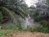 รูปย่อ Sell Land, palm trees 178 rai at Tha chang. Near main road, central of Tha chang district.
178.75 rai = 286,000 sqm. รูปที่6