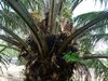 รูปย่อ Sell Land, palm trees 178 rai at Tha chang. Near main road, central of Tha chang district.
178.75 rai = 286,000 sqm. รูปที่5