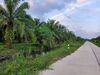 รูปย่อ Sell land,palm tree 198 rai at wat donmali near Asia highway road, AH41. In Suratthani Thailand. รูปที่2