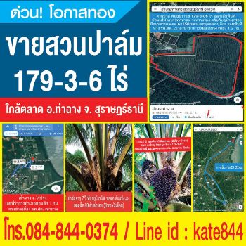 Sell Land, palm trees 178 rai at Tha chang. Near main road, central of Tha chang district.
178.75 rai = 286,000 sqm. รูปที่ 1