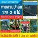 รูปย่อ Sell Land, palm trees 178 rai at Tha chang. Near main road, central of Tha chang district.
178.75 rai = 286,000 sqm. รูปที่1