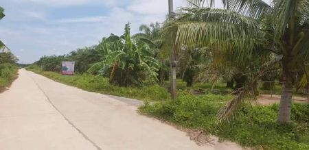 Sell land,palm tree 198 rai at wat donmali near Asia highway road, AH41. In Suratthani Thailand. รูปที่ 1