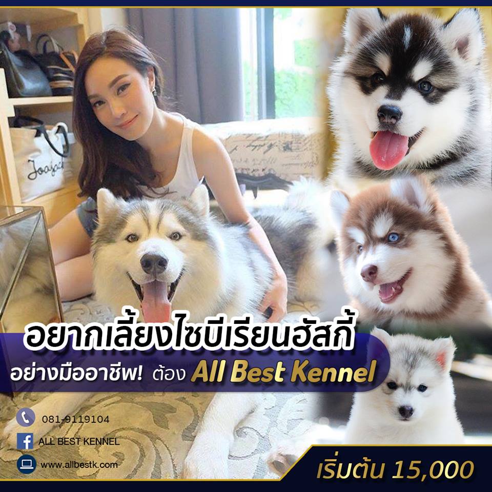 ฟาร์มไซบีเรียนเกรดดีต้องมาที่Allbest kennel รูปที่ 1