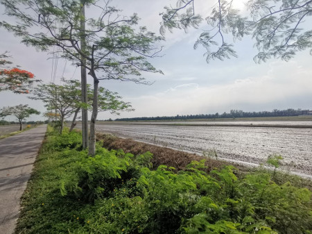 ขาย ที่ดิน หนองจอก สุวินทวงศ์ ติดบ้านเอื้ออาทรสันติสุข 11 ไร่ 1 งาน 56 ตร.วา ใกล้สนามกอล์ฟ the Pine เหมาะทำหมู่บ้าน หรือโกดัง รูปที่ 5
