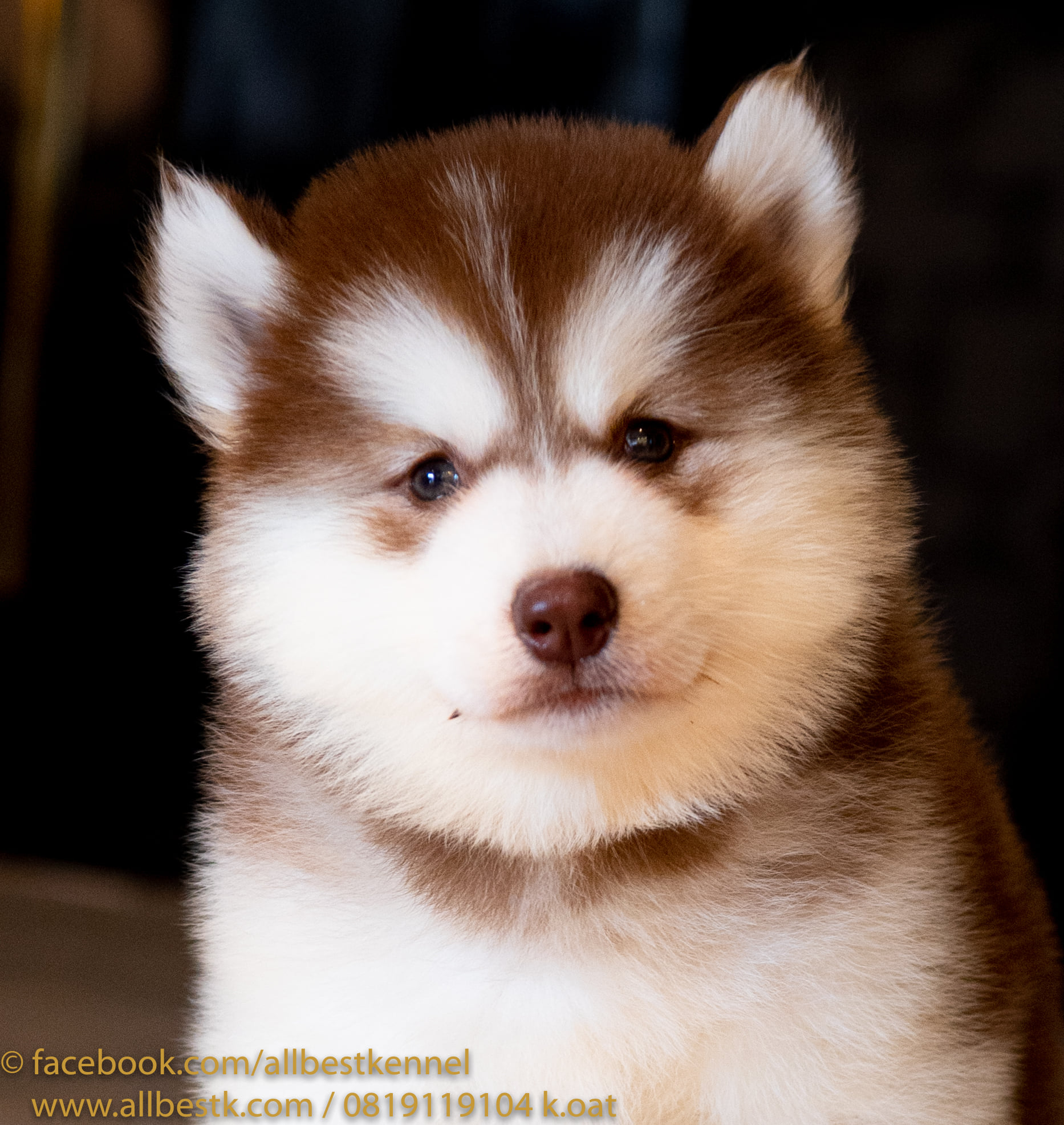 ฟาร์มไซบีเรียนเกรดดีต้องมาที่Allbest kennel รูปที่ 2