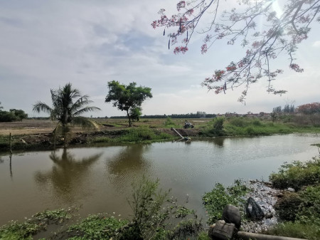 ขาย ที่ดิน หนองจอก สุวินทวงศ์ ติดบ้านเอื้ออาทรสันติสุข 11 ไร่ 1 งาน 56 ตร.วา ใกล้สนามกอล์ฟ the Pine เหมาะทำหมู่บ้าน หรือโกดัง รูปที่ 6