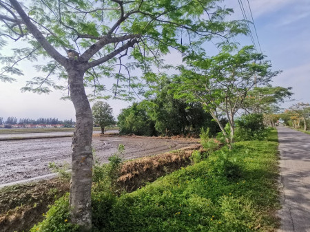 ขาย ที่ดิน หนองจอก สุวินทวงศ์ ติดบ้านเอื้ออาทรสันติสุข 11 ไร่ 1 งาน 56 ตร.วา ใกล้สนามกอล์ฟ the Pine เหมาะทำหมู่บ้าน หรือโกดัง รูปที่ 1