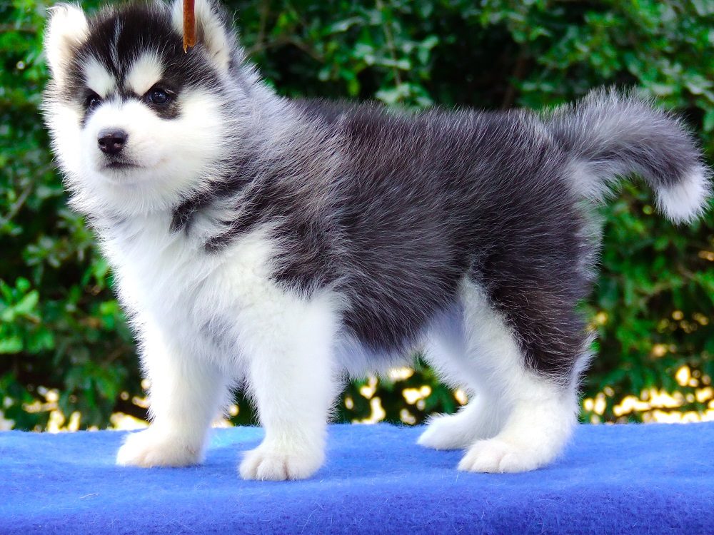 ฟาร์มไซบีเรียนเกรดดีต้องมาที่Allbest kennel รูปที่ 3