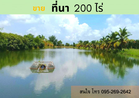 ขาย ที่นาติดถนนลาดยาง 200 ไร่ กำแพงเพชร น้ำไฟเข้าถึง รูปที่ 1