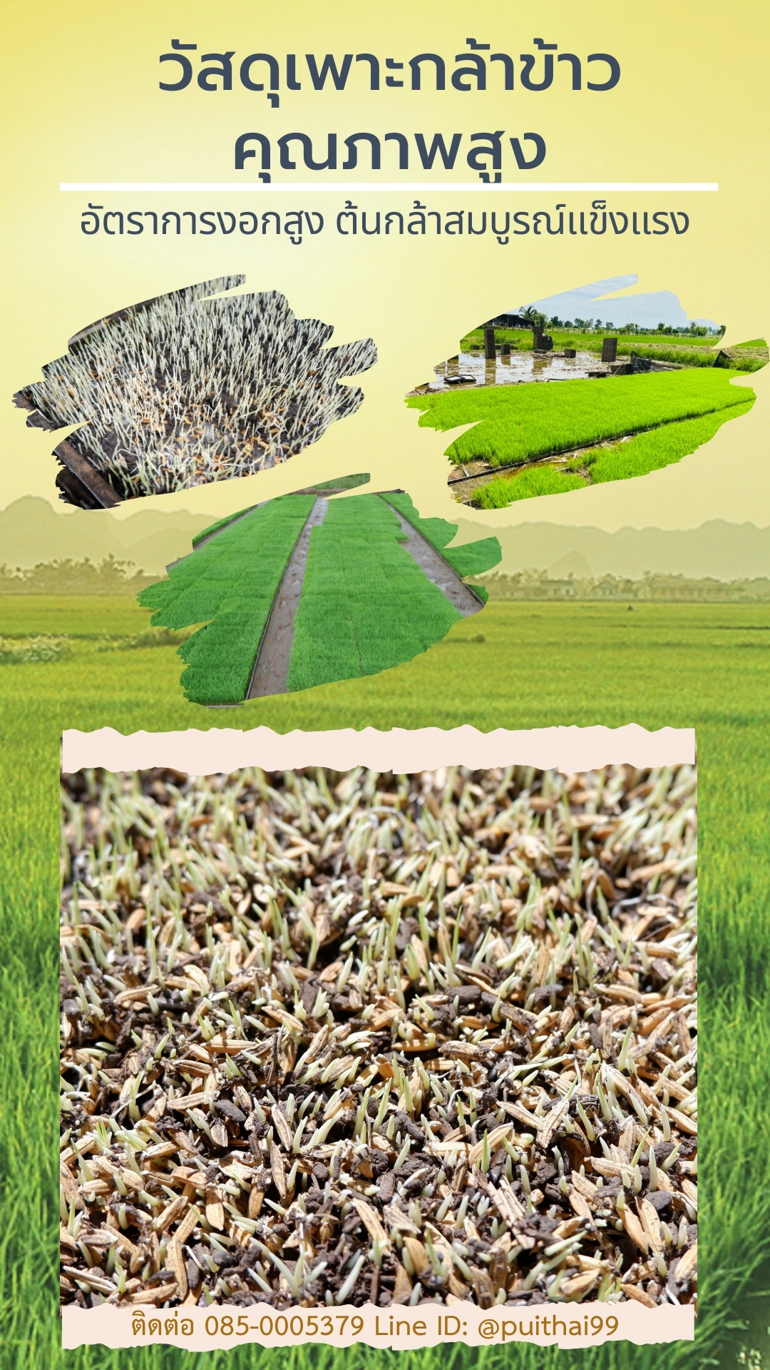 สารปรับปรุงดิน ผลิตจากเปลือกไม้หมักนานนับปี Organic Premium  รูปที่ 5
