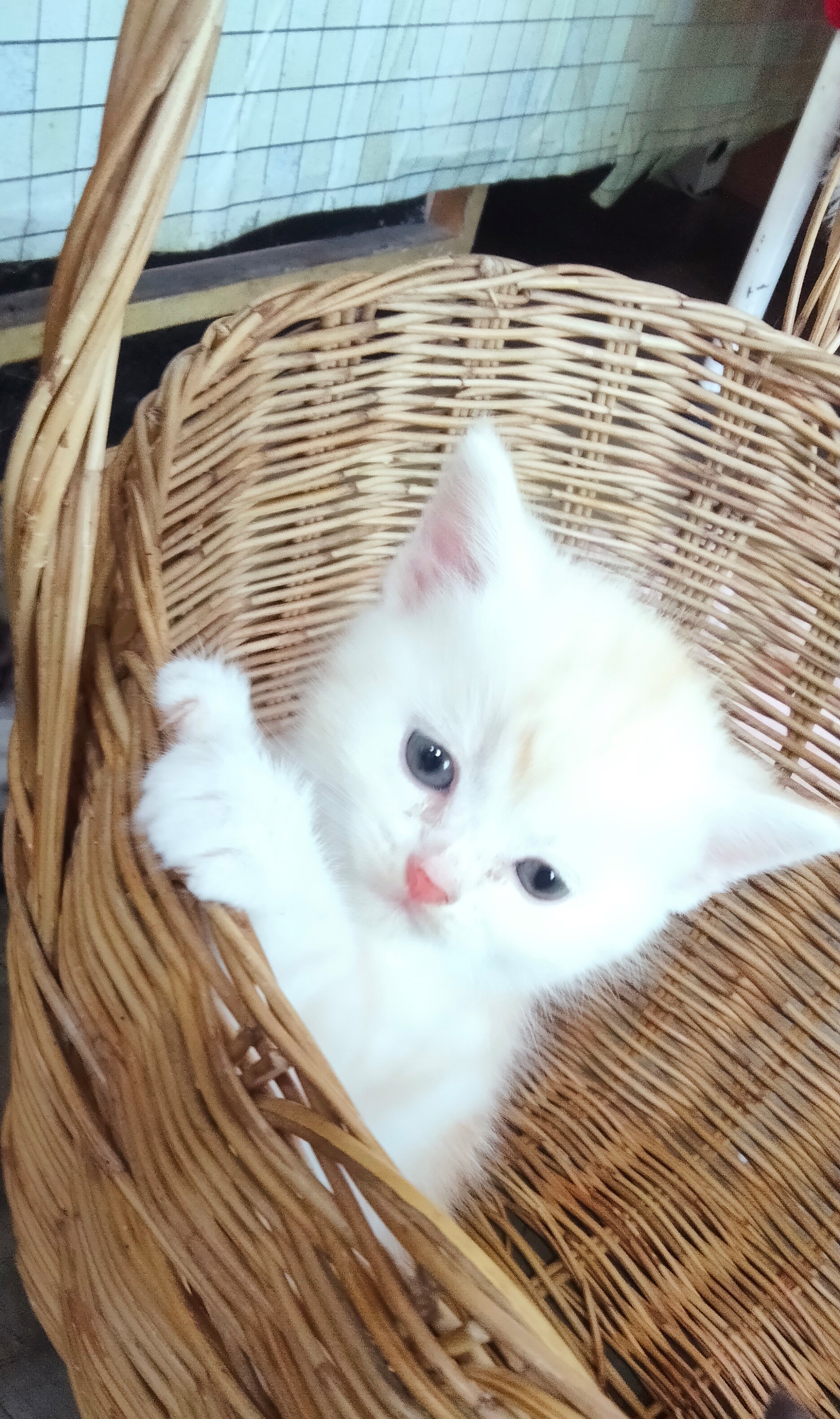 ขายแมวยกคอก แม่1+ลูก4 รูปที่ 4