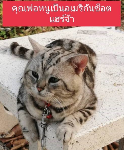 ขายแมวยกคอก แม่1+ลูก4 รูปที่ 3