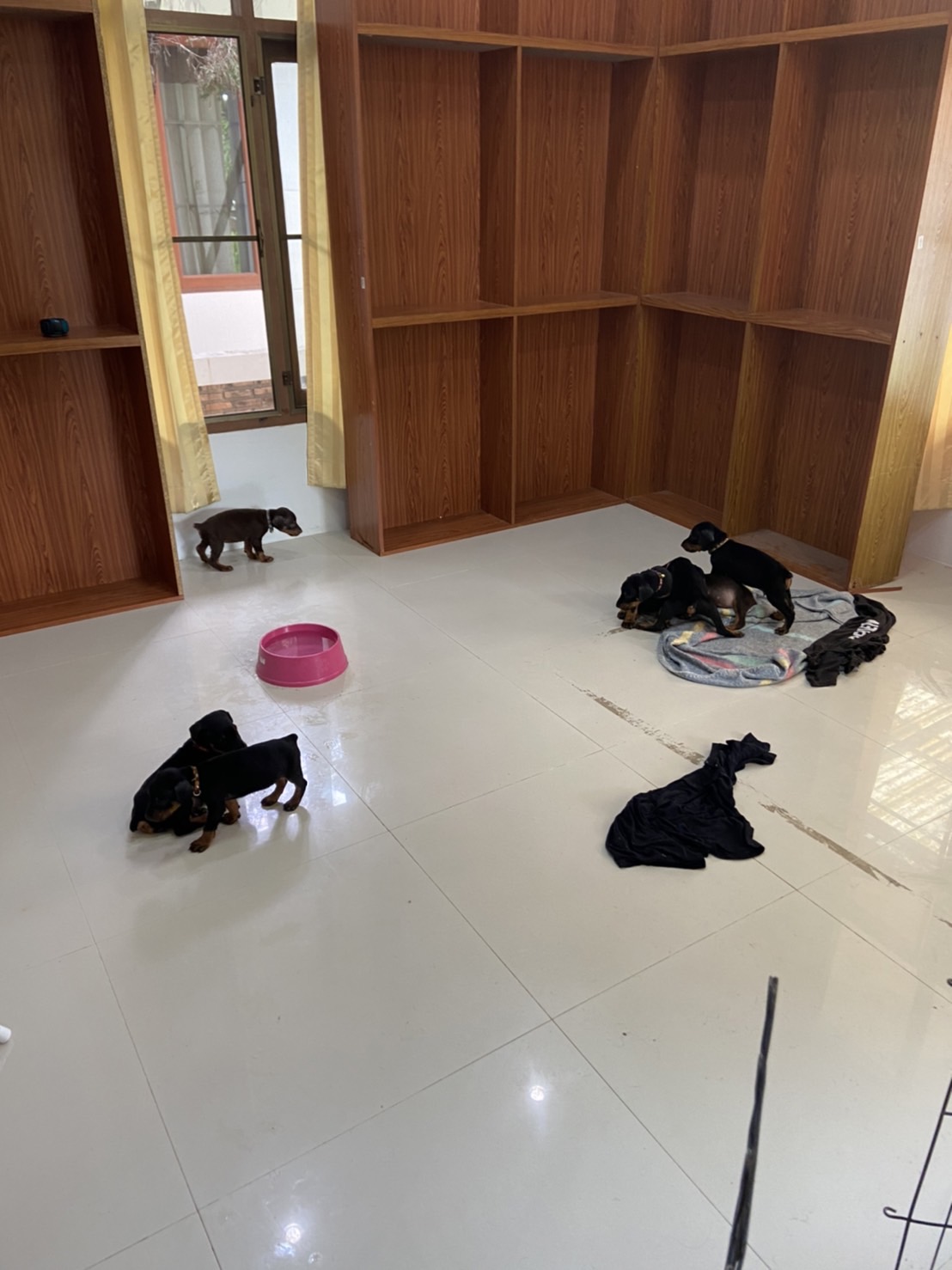 ลูกสุนัข Dobermann รูปที่ 4