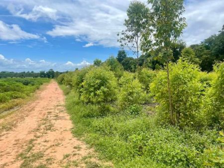 ขาย ที่ดิน ทำเลสวย วิวภูเขา ดินดีด่านมะขามเตี้ย 1 ไร่ มีน้ำ มีไฟ พร้อมใช้ ใกล้แหล่งชุมชน รูปที่ 3