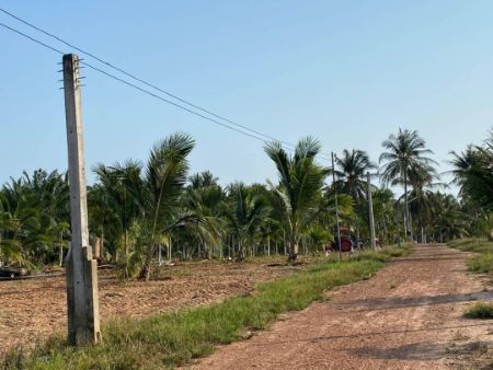 ขาย ที่ดิน ติดวิวเขาลูกใหญ่ มีน้ำและไฟฟ้าให้พร้อมแปลงสวนมะพร้าว 220 ตร.วา โฉนดครุฑแดง ฟรีค่าใช้จ่ายวันโอนทั้งหมด รูปที่ 5