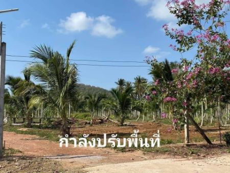 ขาย ที่ดิน ติดวิวเขาลูกใหญ่ มีน้ำและไฟฟ้าให้พร้อมแปลงสวนมะพร้าว 220 ตร.วา โฉนดครุฑแดง ฟรีค่าใช้จ่ายวันโอนทั้งหมด รูปที่ 1