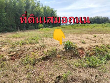 ขาย ที่ดิน โฉนดพร้อมโอน น้ำไฟพร้อมพนัสนิคม 100 ตร.วา ถมแล้วพร้อมปลูก  ติดถนนสาธารณะเป็นหินคลุก รูปที่ 3