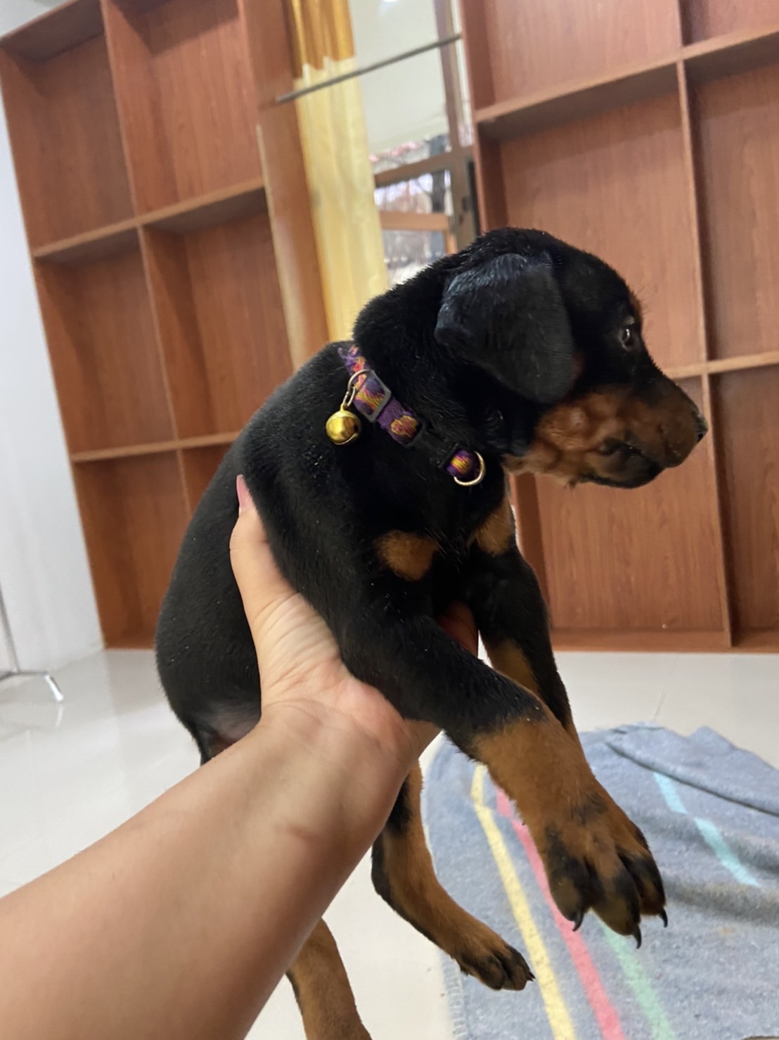 ลูกสุนัข Dobermann รูปที่ 5
