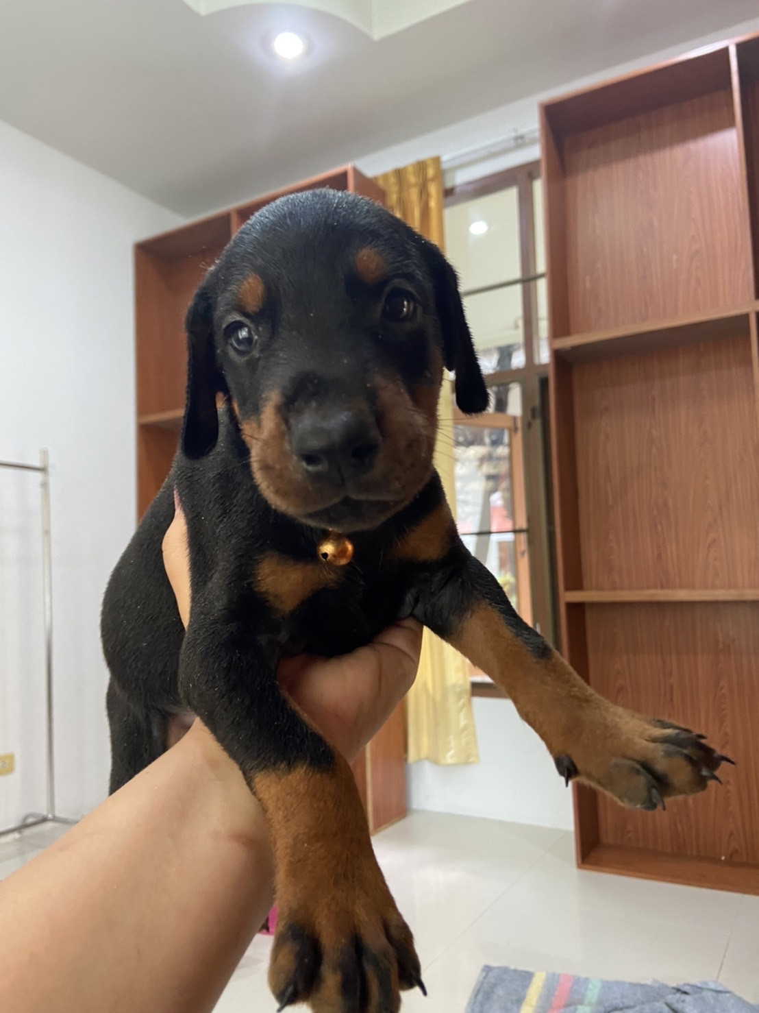 ลูกสุนัข Dobermann รูปที่ 6