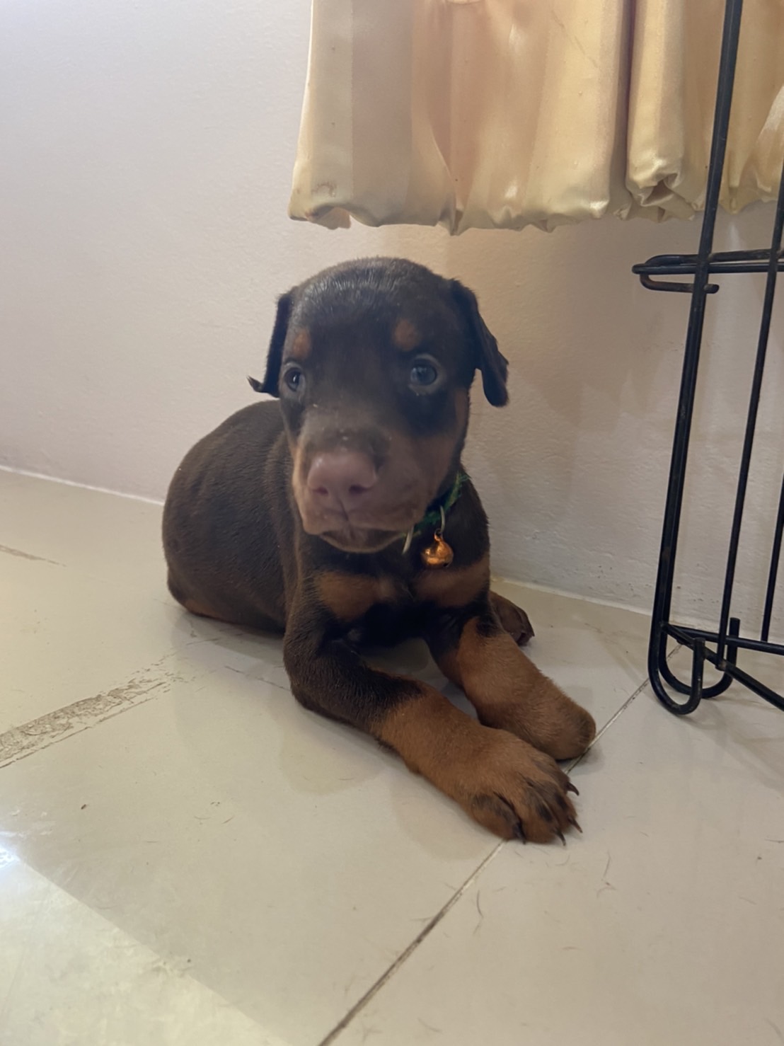 ลูกสุนัข Dobermann รูปที่ 3