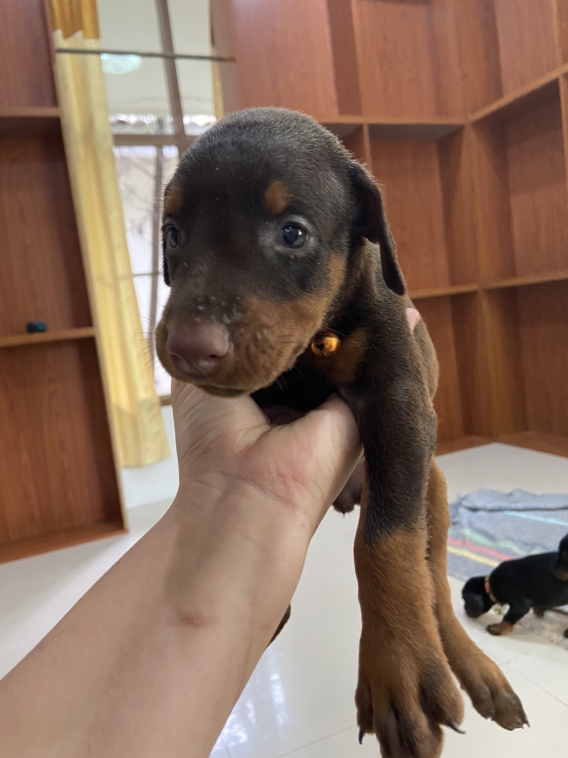 ลูกสุนัข Dobermann รูปที่ 7