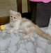รูปย่อ ขายลูกแมวเปอร์เซียสีขาวครีม 3 ตัว อายุ 2 เดือน รูปที่4