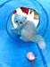 รูปย่อ ขายลูกแมวเปอร์เซียสีขาวครีม 3 ตัว อายุ 2 เดือน รูปที่5