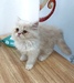 รูปย่อ ขายลูกแมวเปอร์เซียสีขาวครีม 3 ตัว อายุ 2 เดือน รูปที่6
