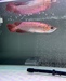 รูปย่อ ปลามังกร Super Red  รูปที่2
