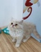รูปย่อ ขายลูกแมวเปอร์เซียสีขาวครีม 3 ตัว อายุ 2 เดือน รูปที่1
