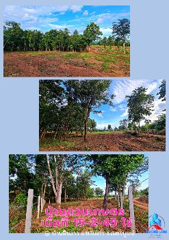 ขาย ที่ดิน บ้านหินฮาว 15 ไร่ 2 งาน 45 ตร.วา อากาศดีทั้งปี น้ำไม่ท่วม วิวเขาค้อ ภูทับเบิก ภูลมโล ล้อมรอบ รูปที่ 7