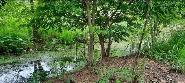 ขายด่วน ที่ดินสวนผลไม้ ครุฑแดง ตำบลอ่างหิน อำเภอปากท่อ จังหวัดราชบุรี รูปที่ 1
