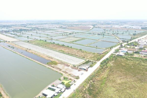 รหัสทรัพย์ 12 ขายที่ดิน ต.บ้านระกาศ อ.บางบ่อ จ.สมุทรปราการ 10-1-59 ไร่  ใกล้ถนนใหญ่บางนา-ตราด รูปที่ 5